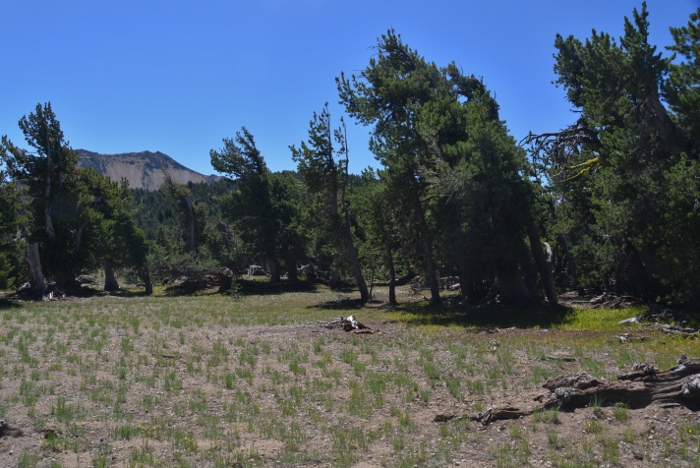 whitebark pines formed by the constant wins